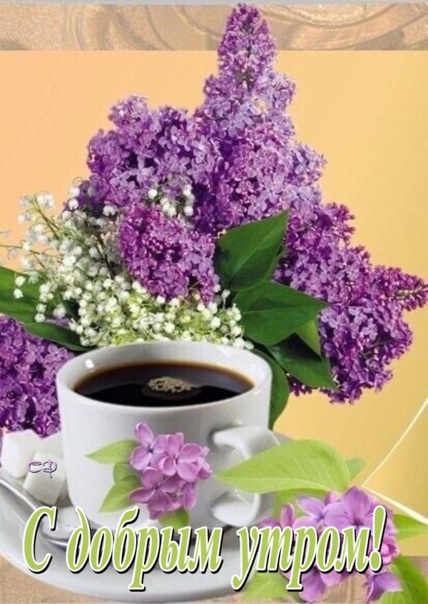 доброе утро с сиренью