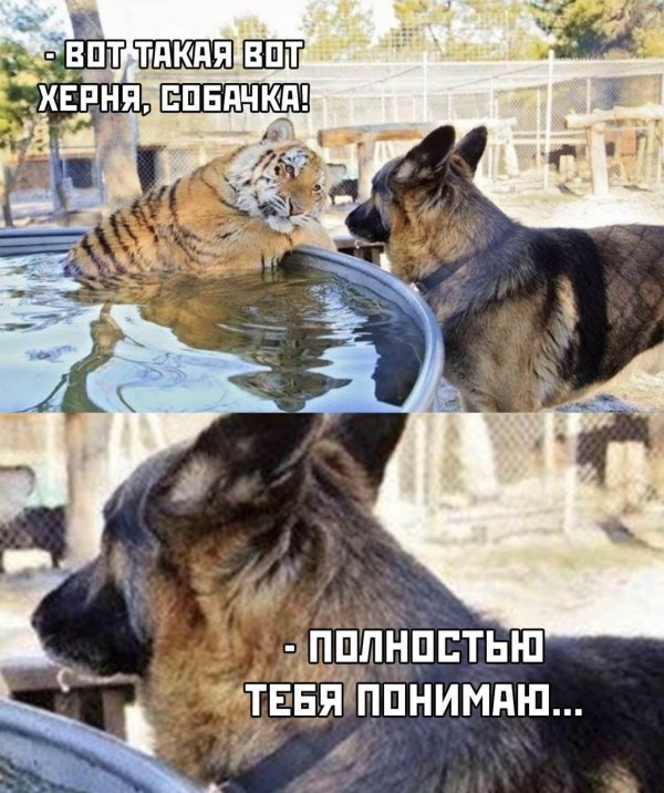 тигр собака