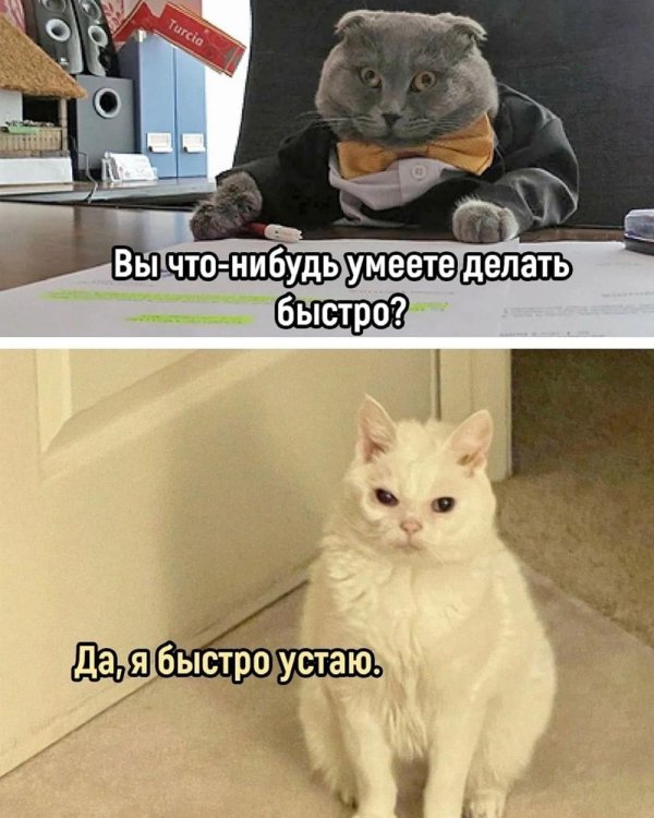 кошка мем