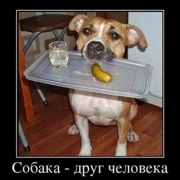 собака друг человека