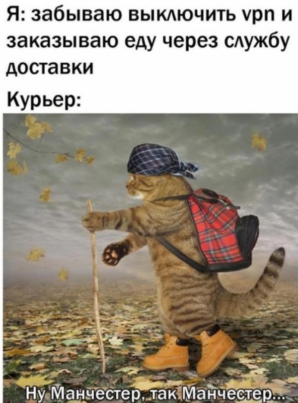 коты путешественники