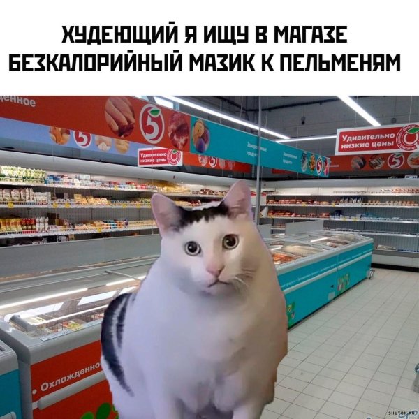 меме кот
