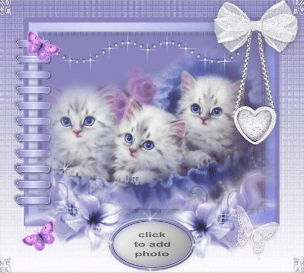 очаровательные котята