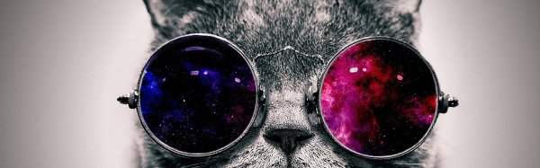 кот в очках