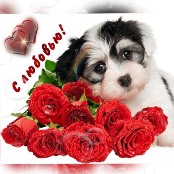 милая собачка