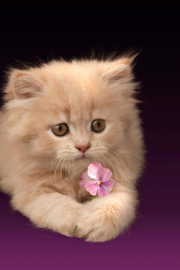 котенок красивый