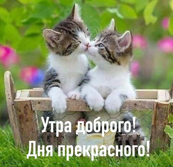 доброе утро 2 котенка