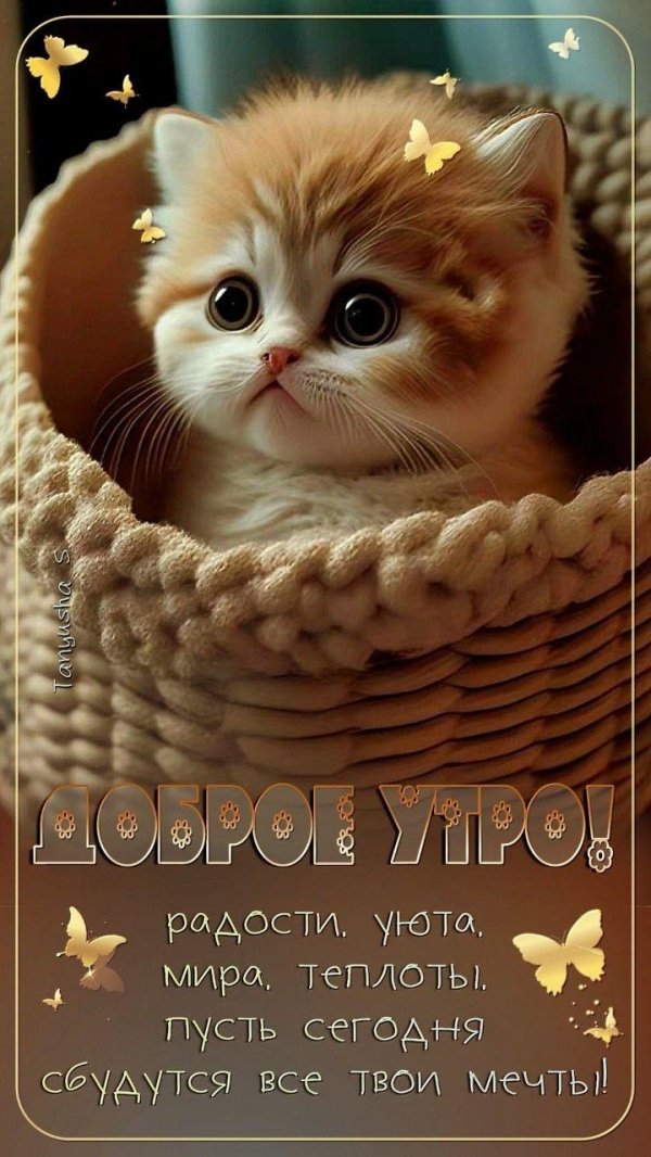 очаровательные котята