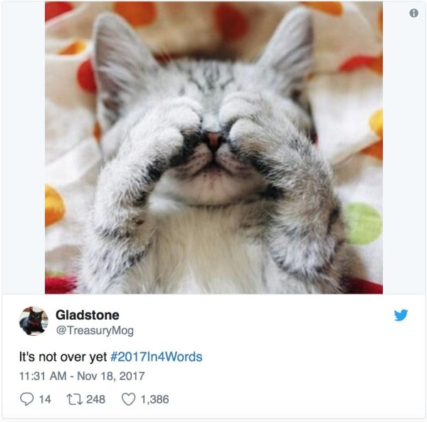 утренние котики