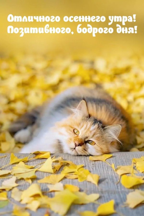 осень доброе утро