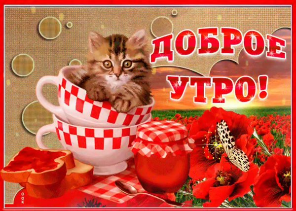 доброго утра котенок