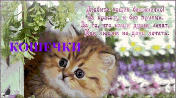 пожелание счастье котёнок