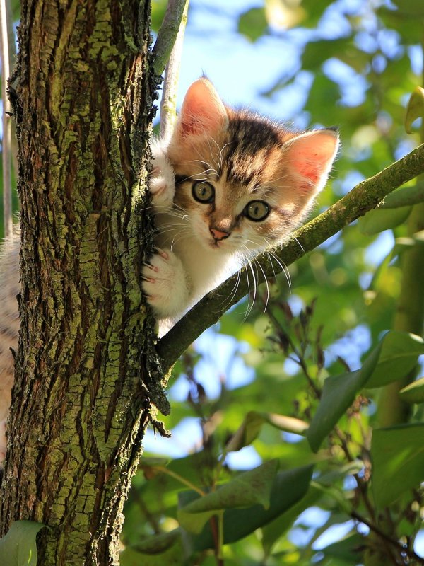 кот на дереве
