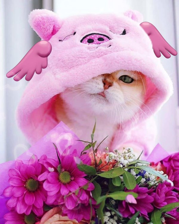 Хорошего дня котенок