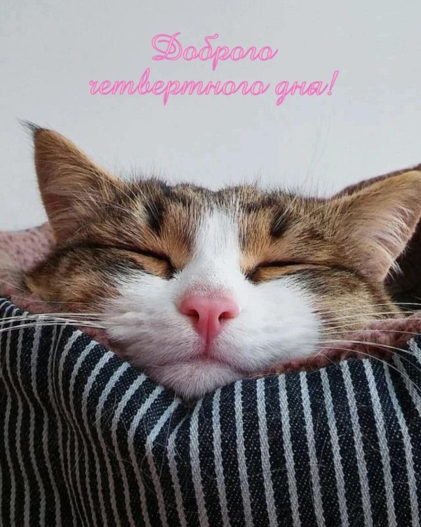 доброго утра котик