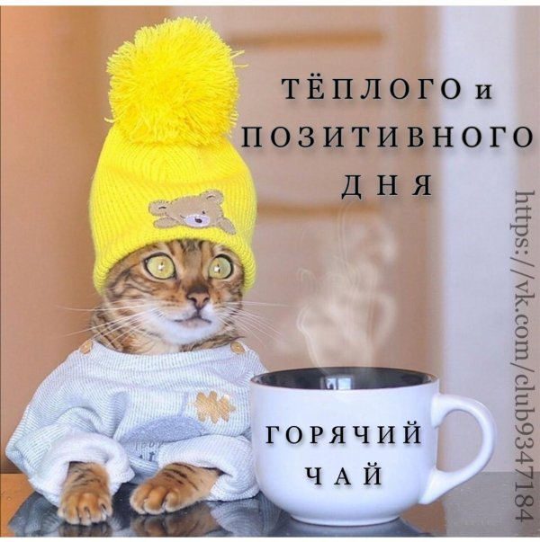 котик в шапке