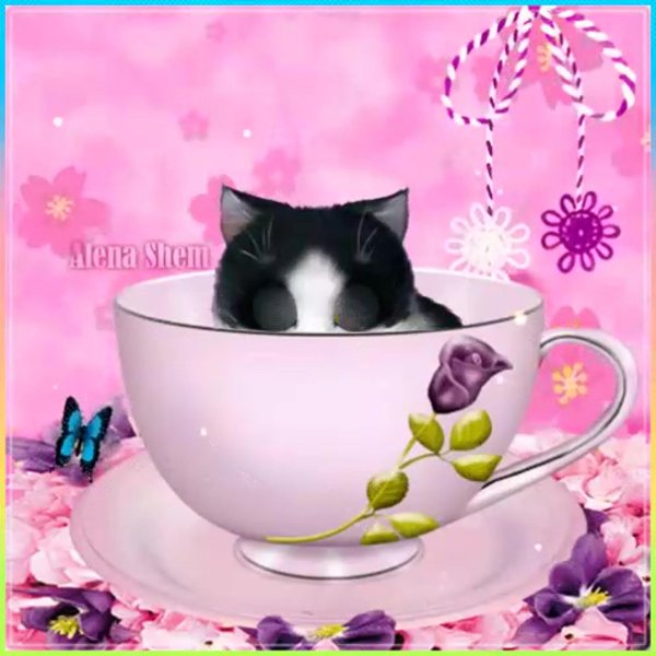 милые котики в чашке