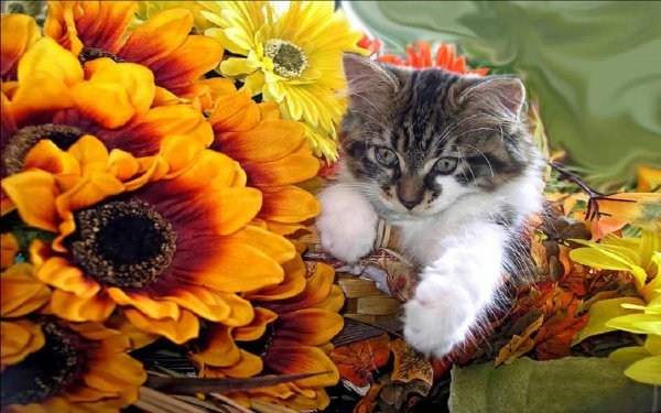 кот и подсолнухи