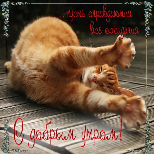 доброе утро хорошего дня с котиками