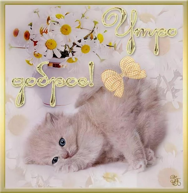 милые котенок