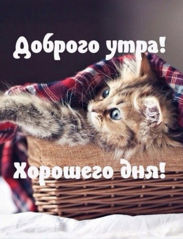 доброго утра котик