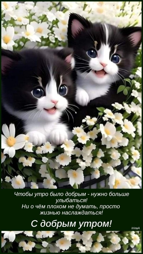доброго утра котенок