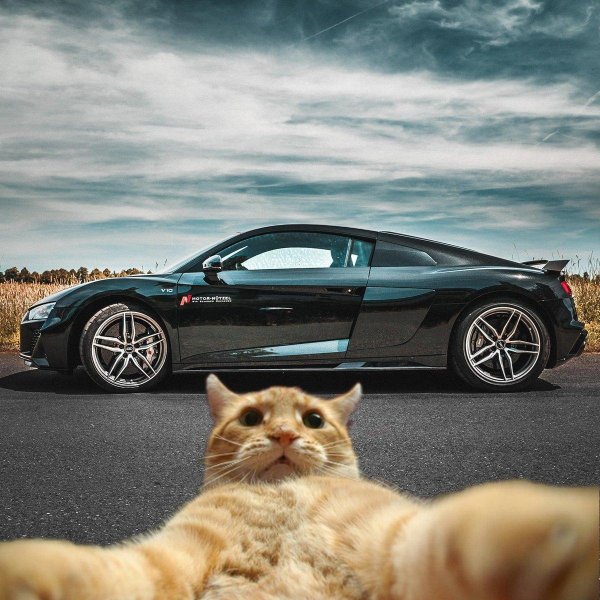 джонни кэтсвилл