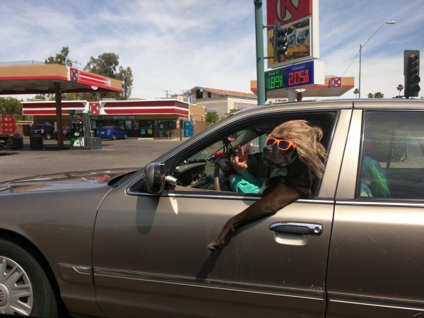 собака за рулем