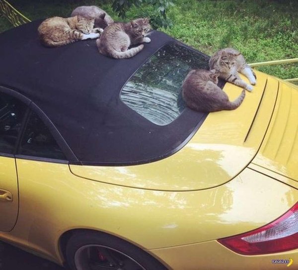 кот на машине