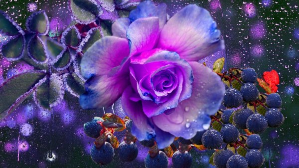 фиолетовые розы живые