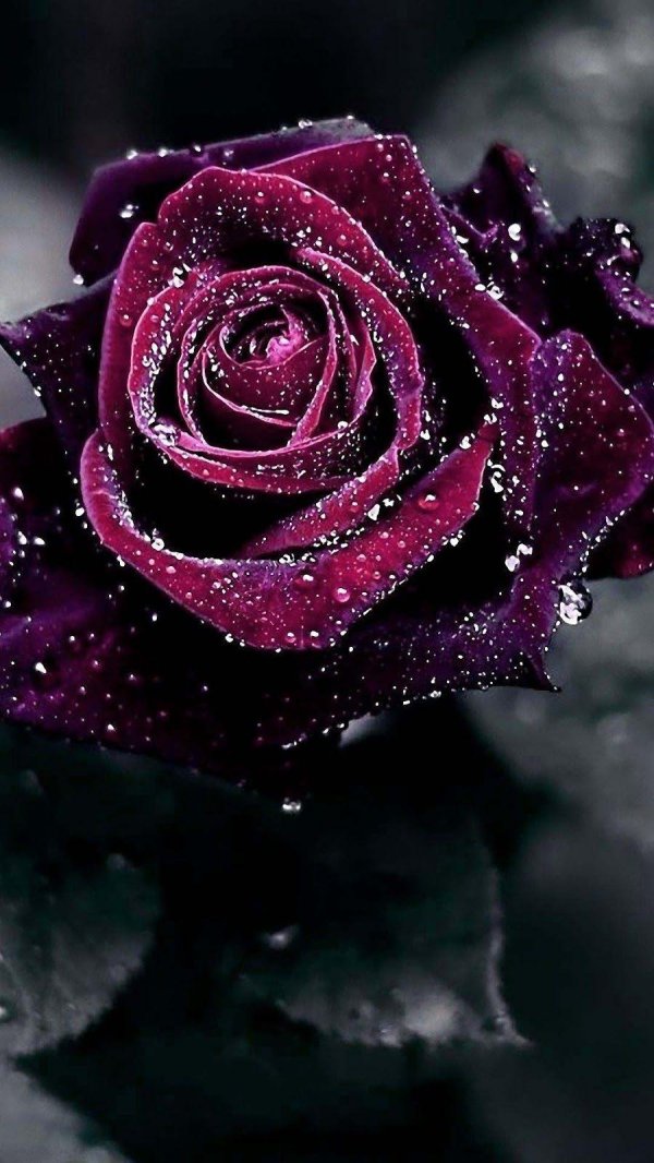 розы блестящие