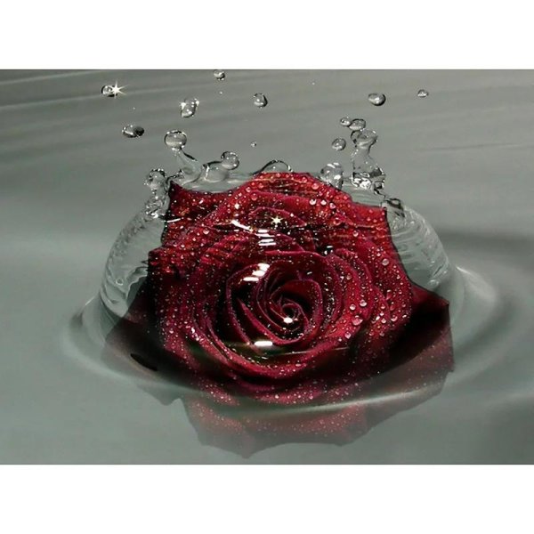 розы в капельках воды