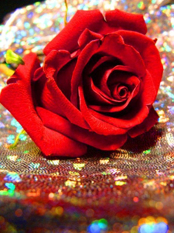 розы с блестками