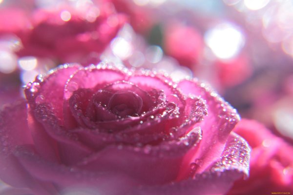 розовые цветы