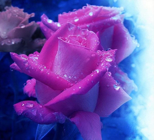 цветок красивый