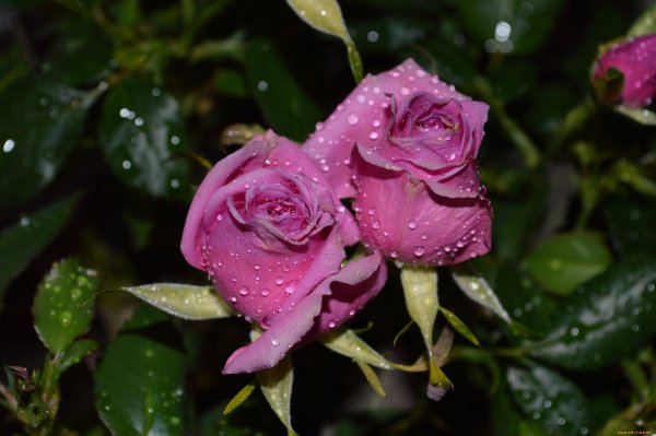 цветок в росе