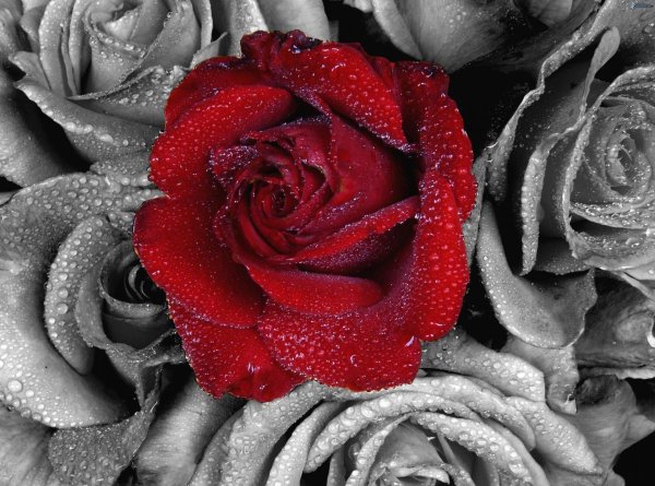 алмазная алый роз