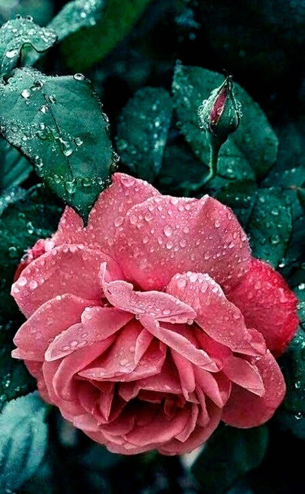 розы в капельках воды