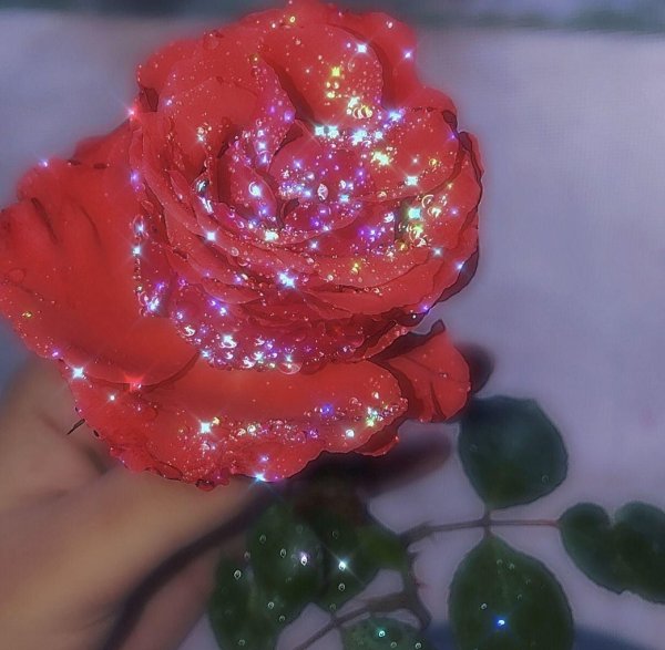 розы блестящие