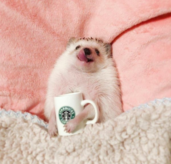 утро милота