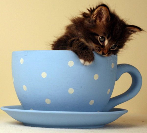 котенок в чашке