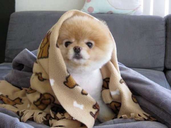 популярная собака