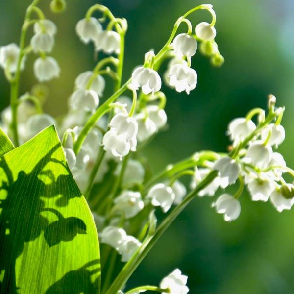 convallaria majalis