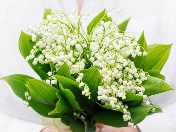 ландыш майский вайт