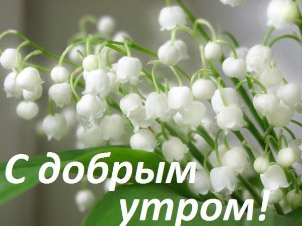 ландыши майские