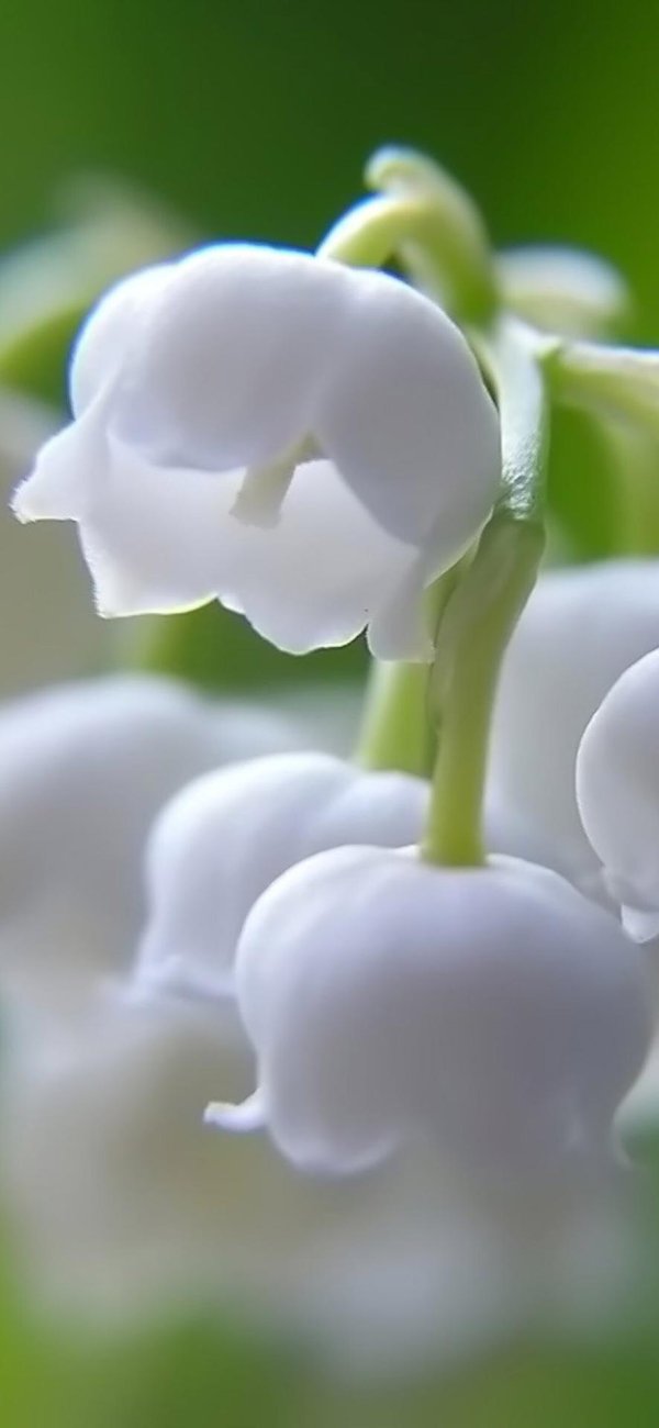 ландыш майский convallaria majalis