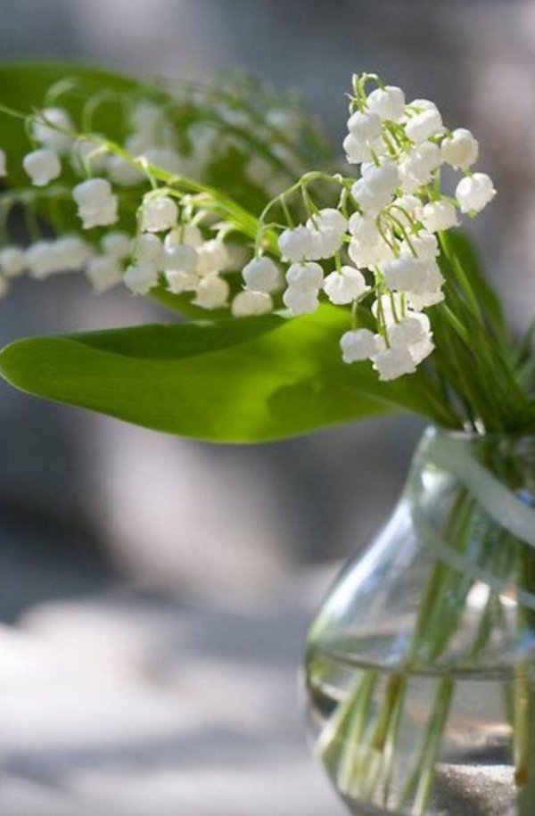 майские ландыши