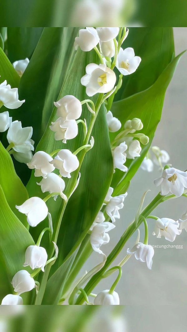 ландыш обыкновенный