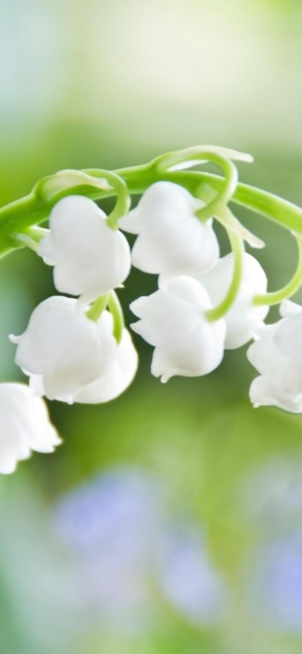 весенний ландыш