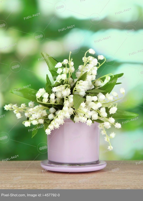 капский ландыш